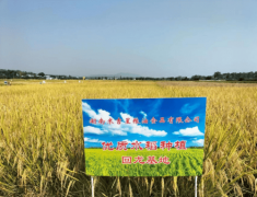 <b>米吉星邀您健康新“食”尚 湖南米吉星粮油食物</b>